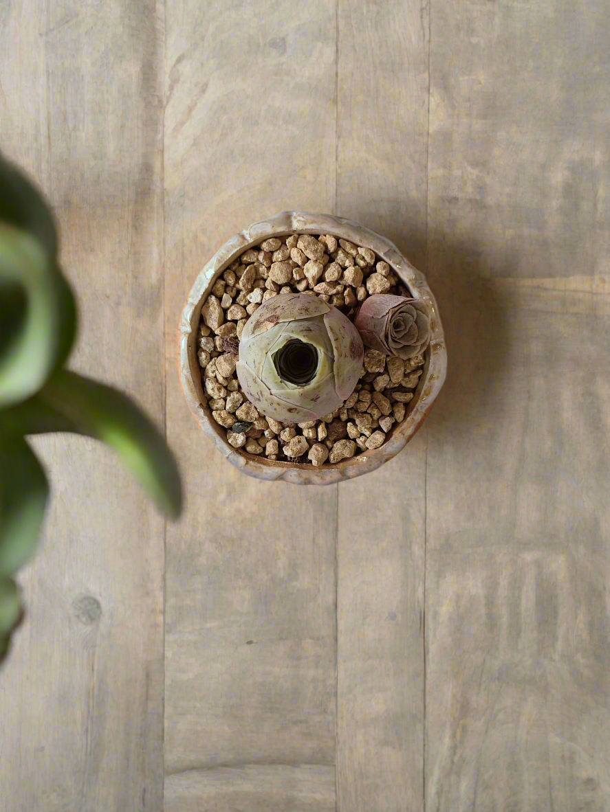Succulent Lilac Ombre Rustic Planter – Egg Mountain Rose - SlowBloomGreens
