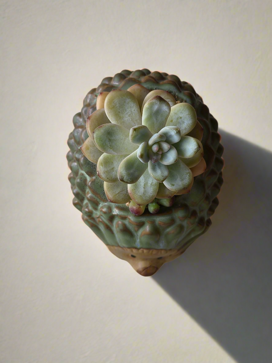 Succulent Hedgehog Pot - Pachyphytum