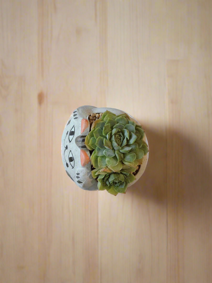 Succulent Cat Planter - Echeveria Onslow 'Michella'