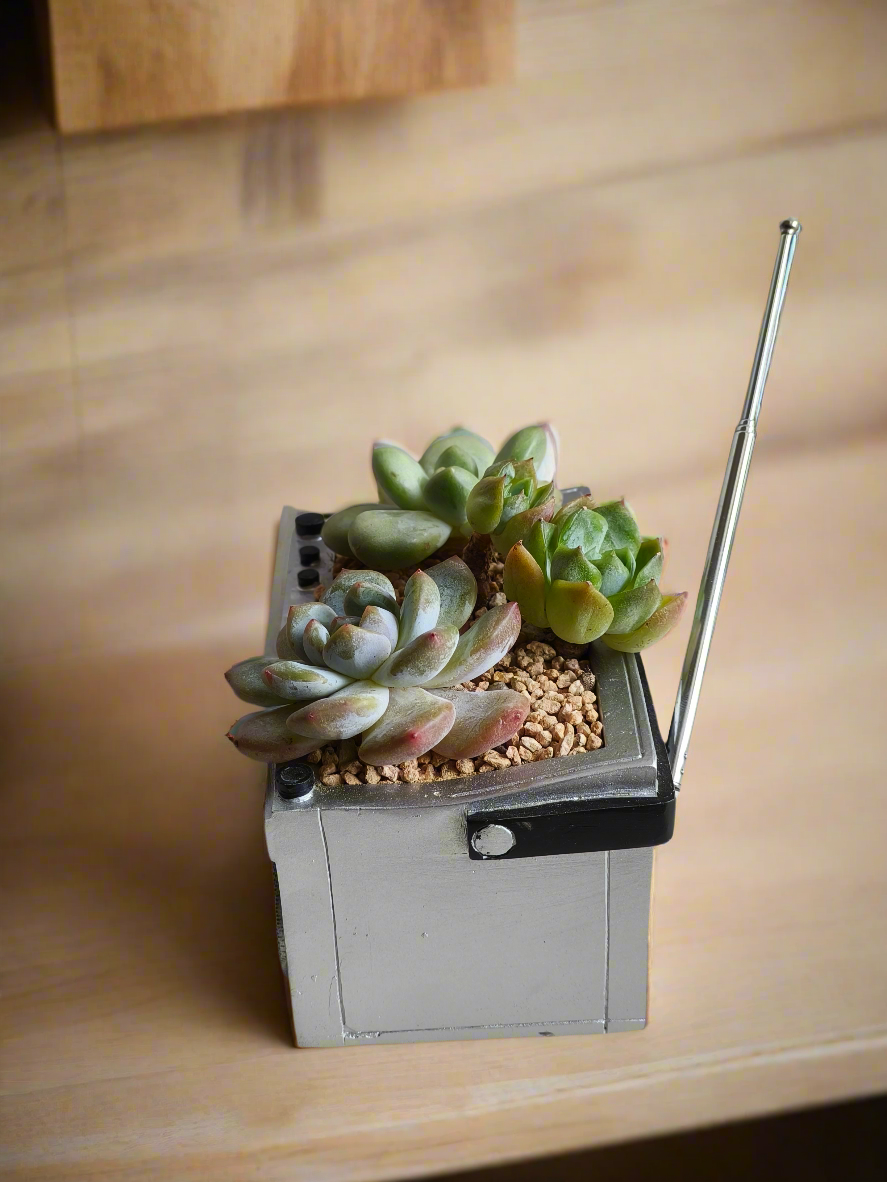 Succulent Retro Boombox – Pachyphytum Oviferum, Echeveria Bluebird & Echeveria Elegans 🎶✨