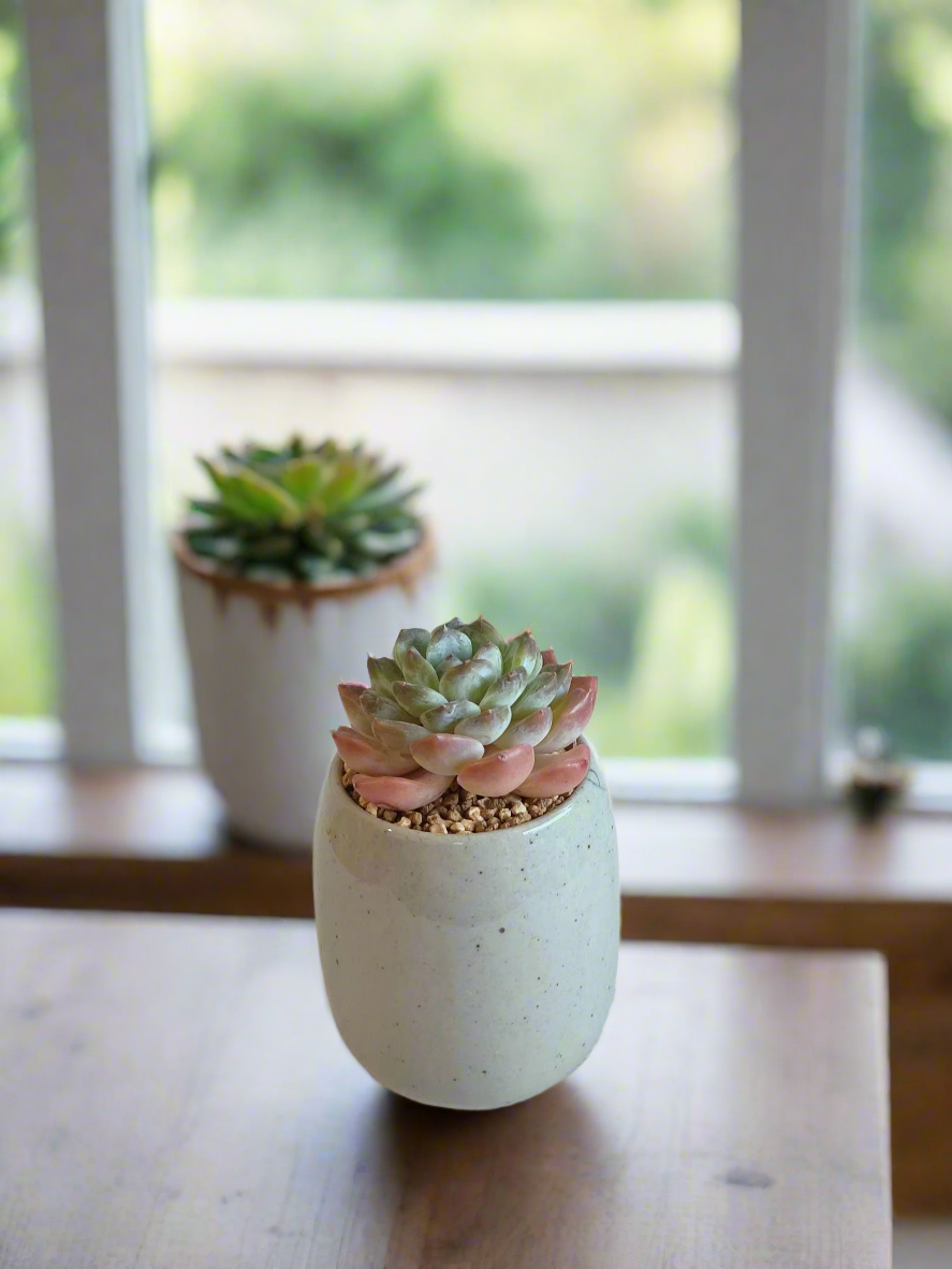 Succulent Koi Grace Pot - Echeveria ‘Violet Queen’