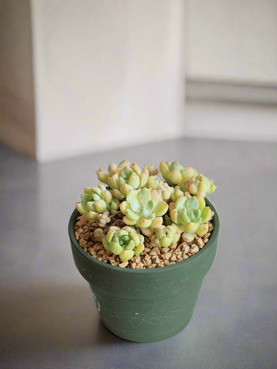 Succulent Rustica Ceramic – Tiscalatengo Gorge Sedum