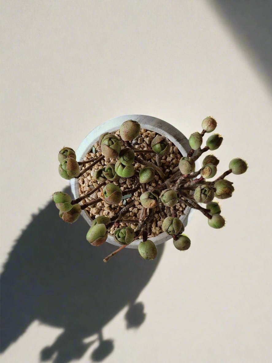 Succulent Elegant Round Grey - Aeonium 'Adodes' - SlowBloomGreens