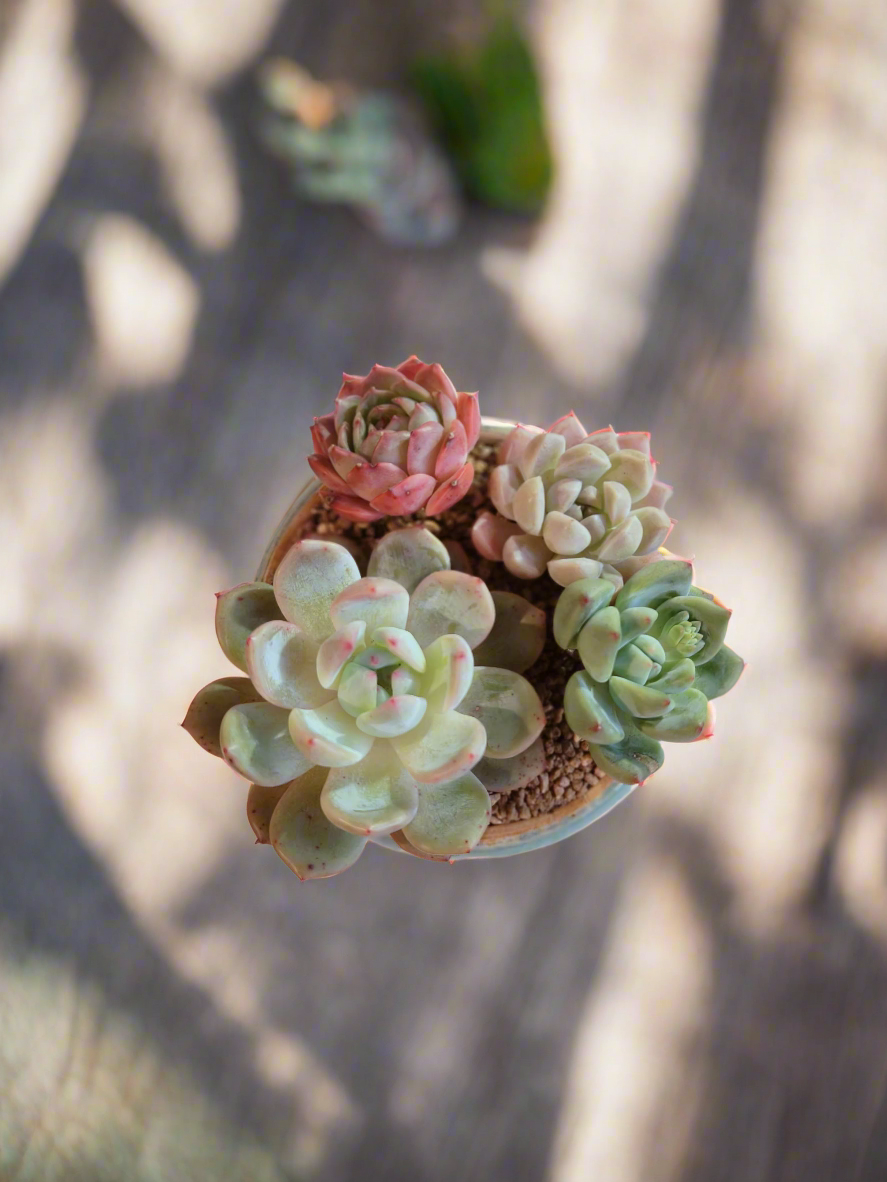 Succulent Moonlit Bloom Pot – Skyward Blue with Echeveria Laui & Friends