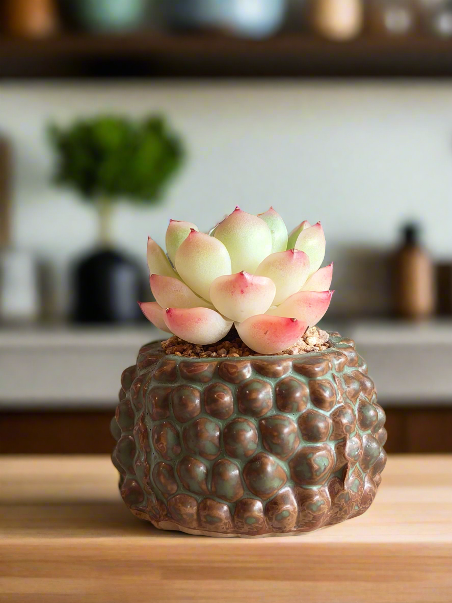 Succulent Hedgehog Pot - Echeveria Suryeon - SlowBloomGreens