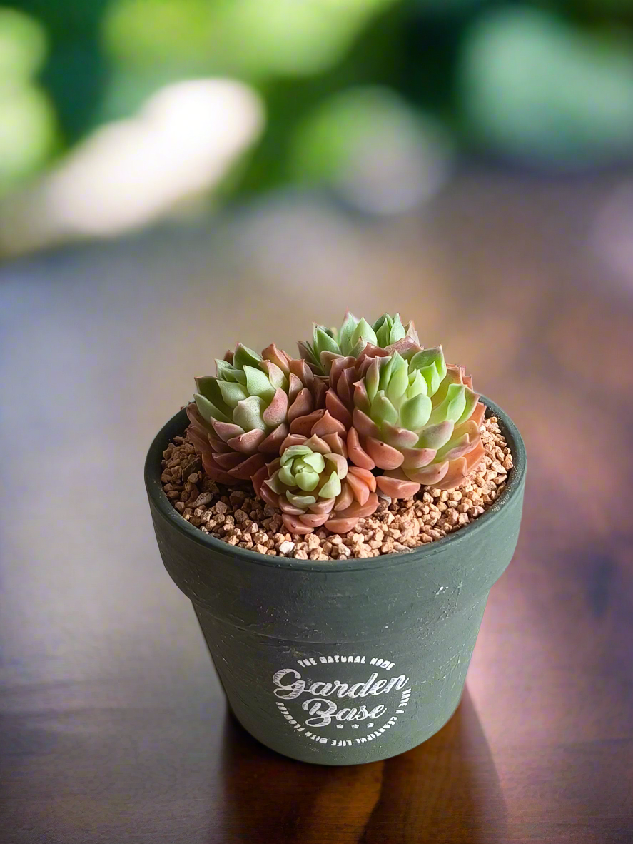 Succulent Rustica Garden – Echeveria Onslow