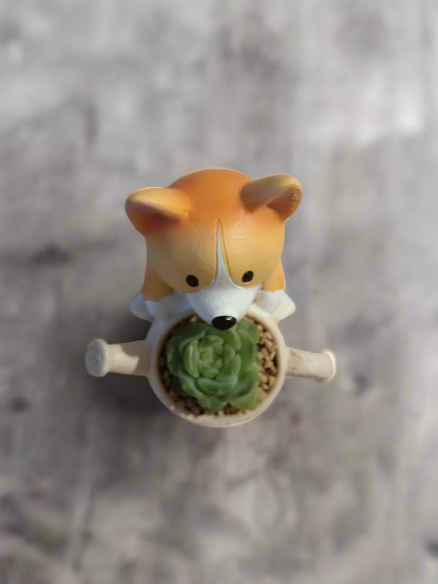 Succulent Charming Corgi - Echeveria Ice Green