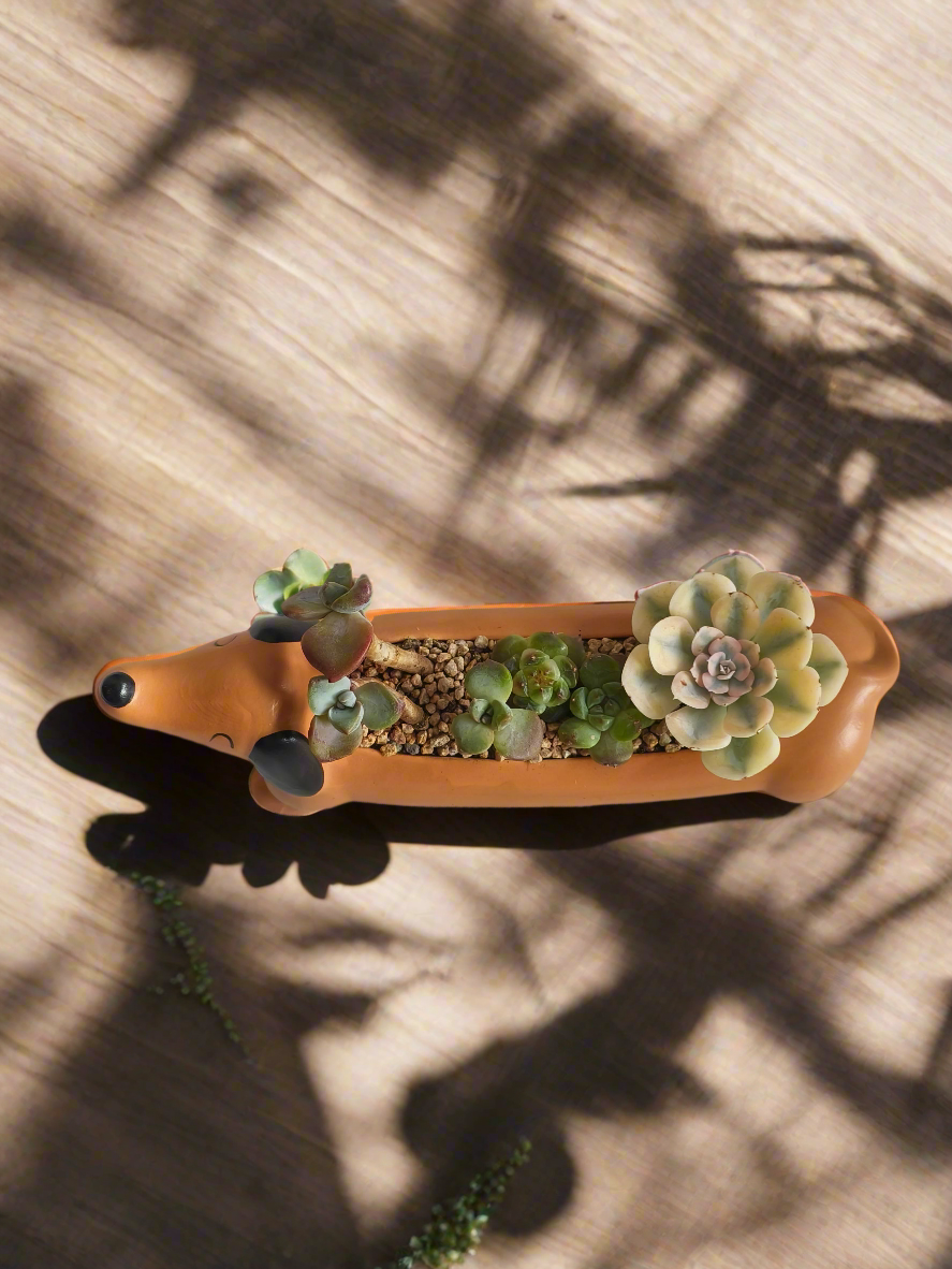 Succulent Daunchund Pot - Echeveria agavoides 'Akaihosi' & friends - SlowBloomGreens