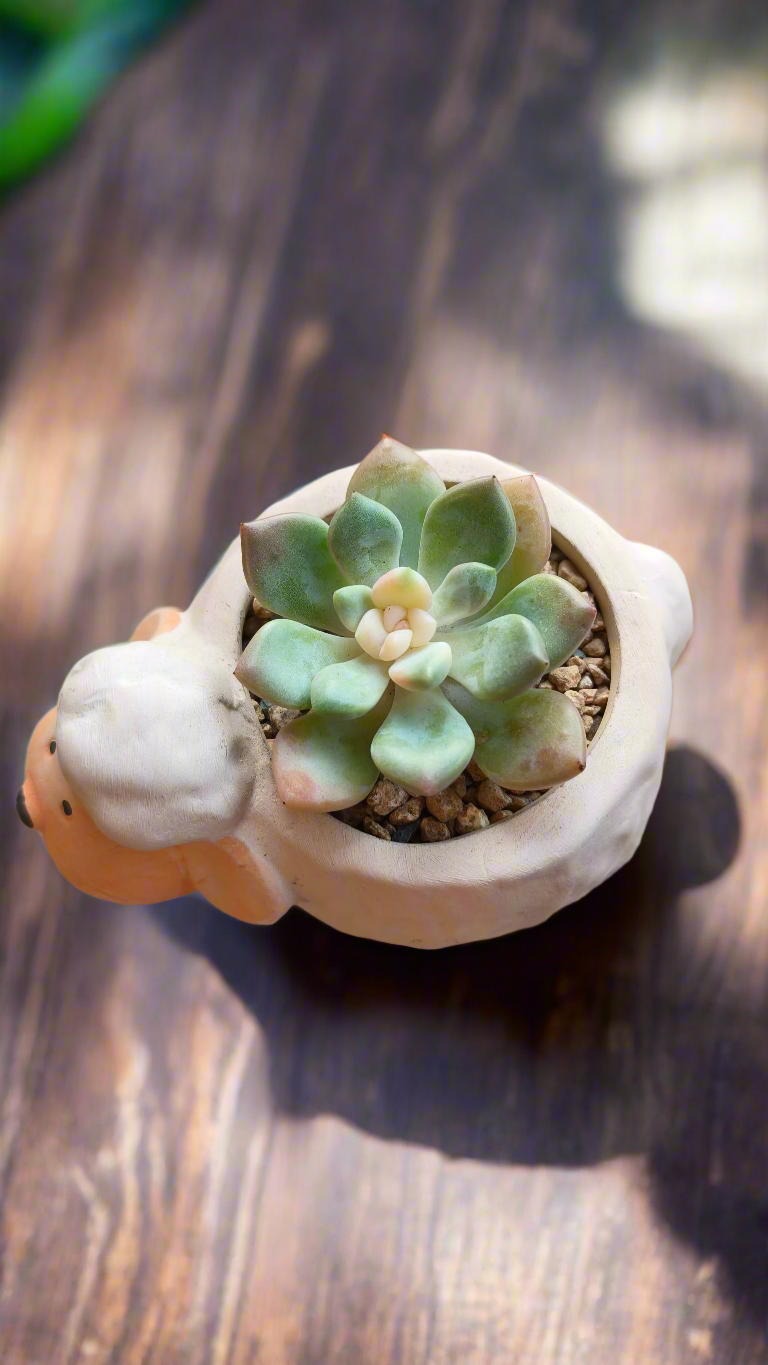 Echeveria Elegans thriving in a whimsical sheep pot