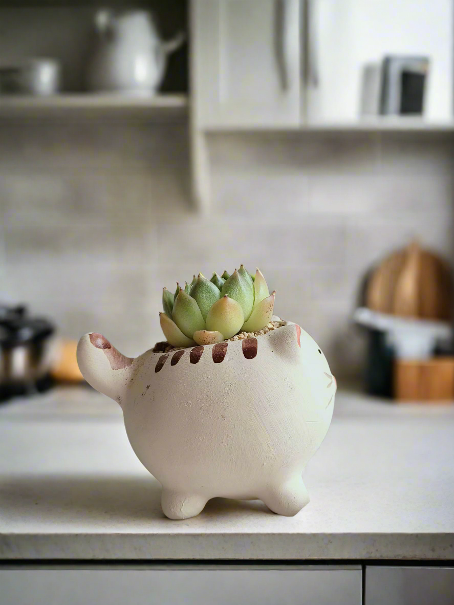 Succulent Cat Planter - Echeveria Agavoides highlighting the vibrant green foliage.