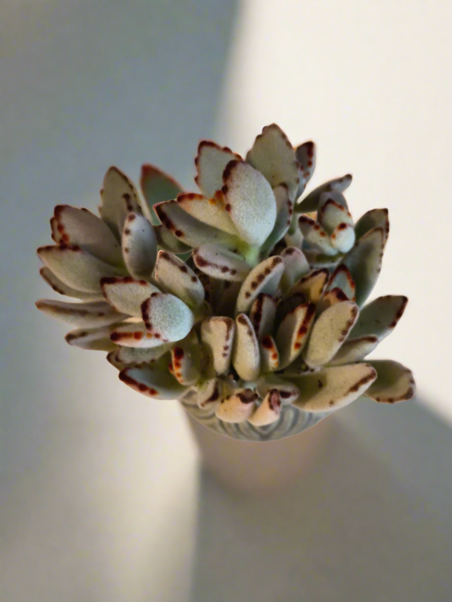 Succulent Rustic Pot Ash – Kalanchoe tomentosa ‘Chocolate Soldier’