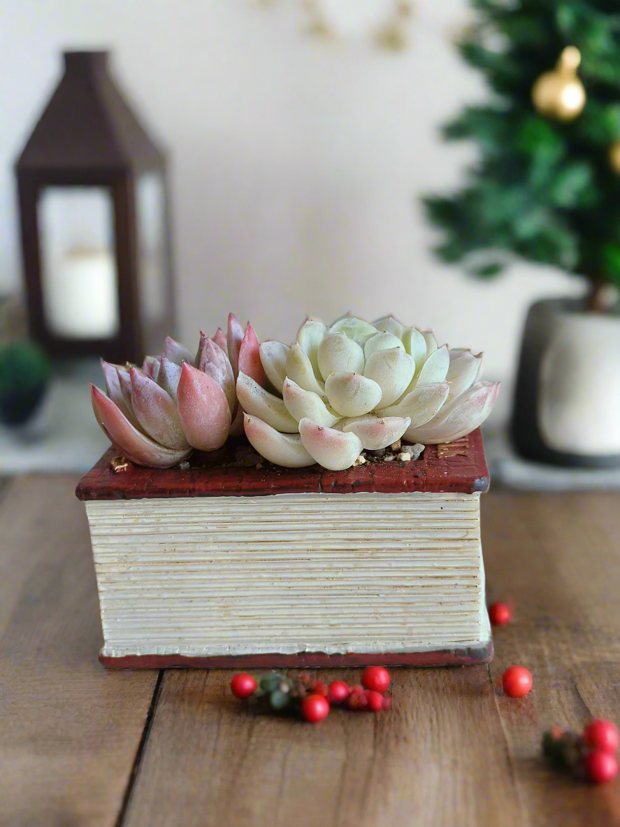 Succulent Book Nook – Assorted Succulents