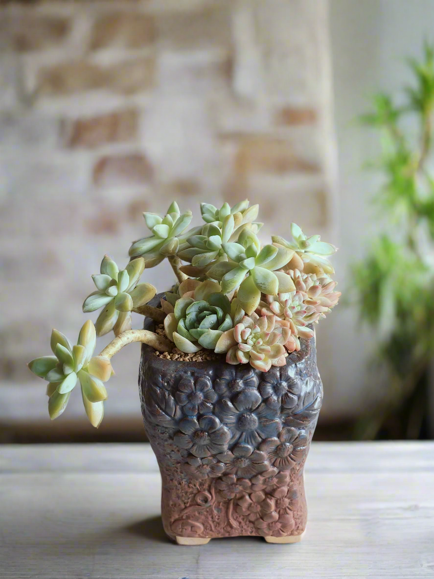 Succulent Rustic Floral Embossed Pot – Graptoselum Bronze, Fanfare 'Lovely Rose,' and Sedeveria Hummelii