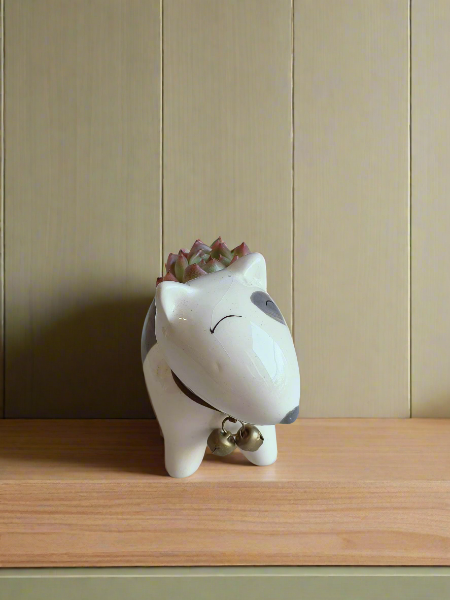 Succulent Puppy Bull Terrier - Echeveria Suryeon - SlowBloomGreens