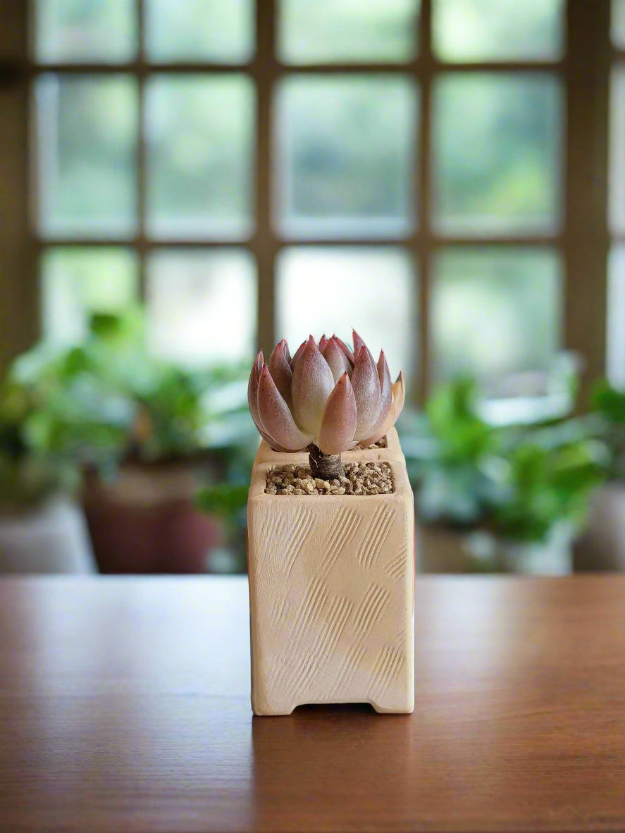 Succulent Heart Duo: The Perfect Gift of Love and Growth - Echeveria Agavoides & Elegans - SlowBloomGreens