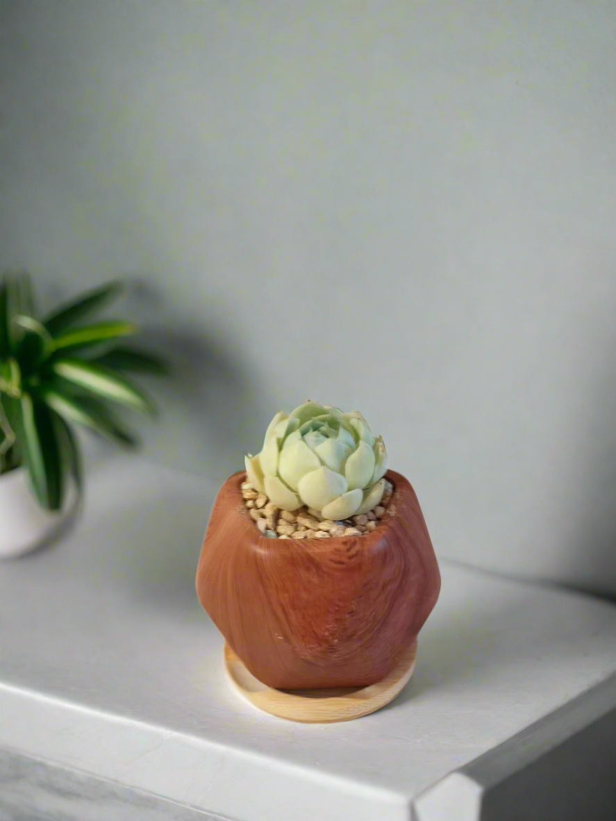 Succulent Mini Octagon 'Wood' – Echeveria Elegans 'Raspberry Ice' - SlowBloomGreens