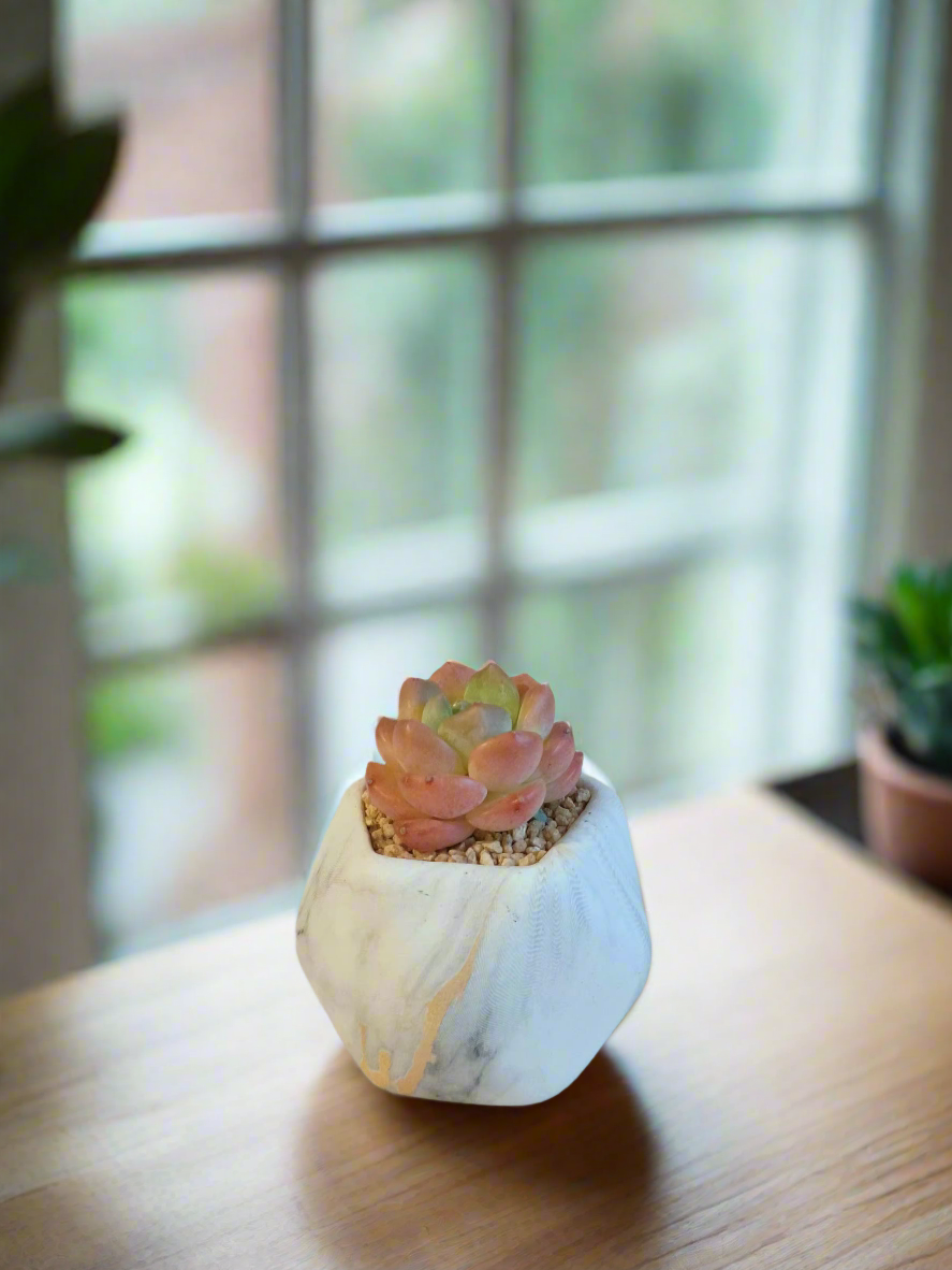 Succulent Mini Octagon Gold - Echeveria Suryeon - SlowBloomGreens
