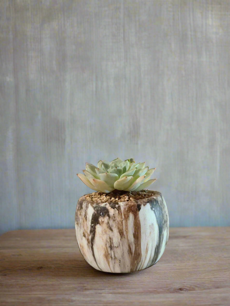 Succulent Mini Round Brown - Echeveria Elegans