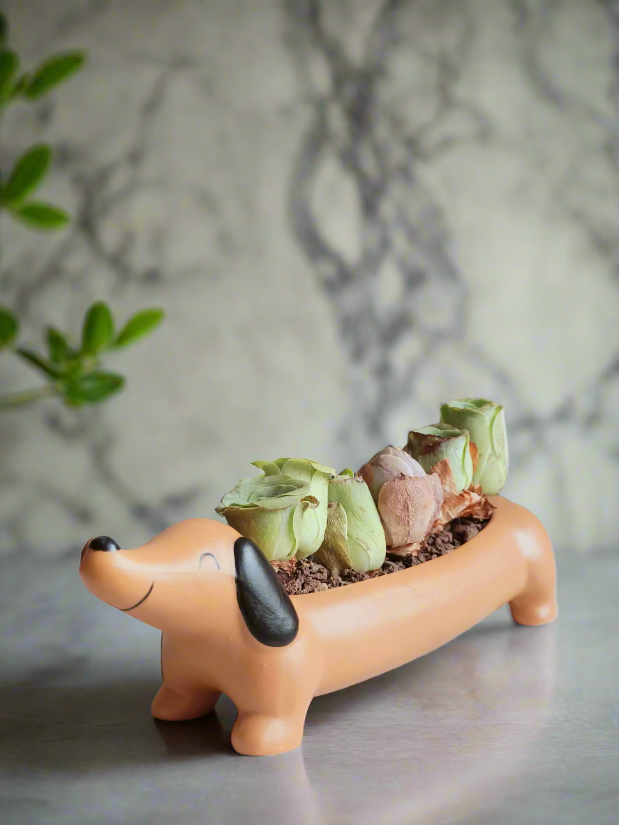 Succulent Daunchund Pot - Mountain Roses 'Greenovia' in a whimsical dog pot