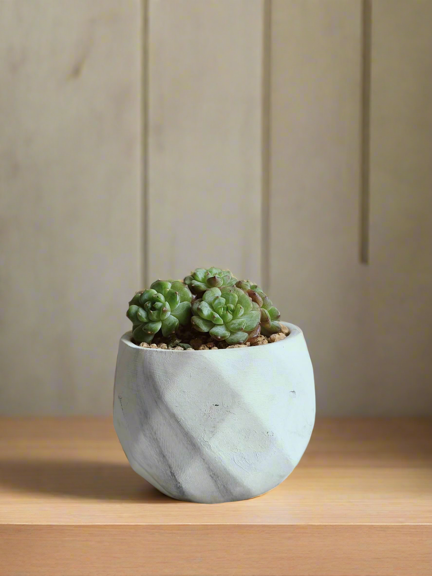 Handcrafted Succulent Harmony Ash Pot – Echeveria Minima adding beauty to modern decor.