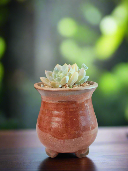 Succulent Rustica Mahogany - Echeveria Suryeon