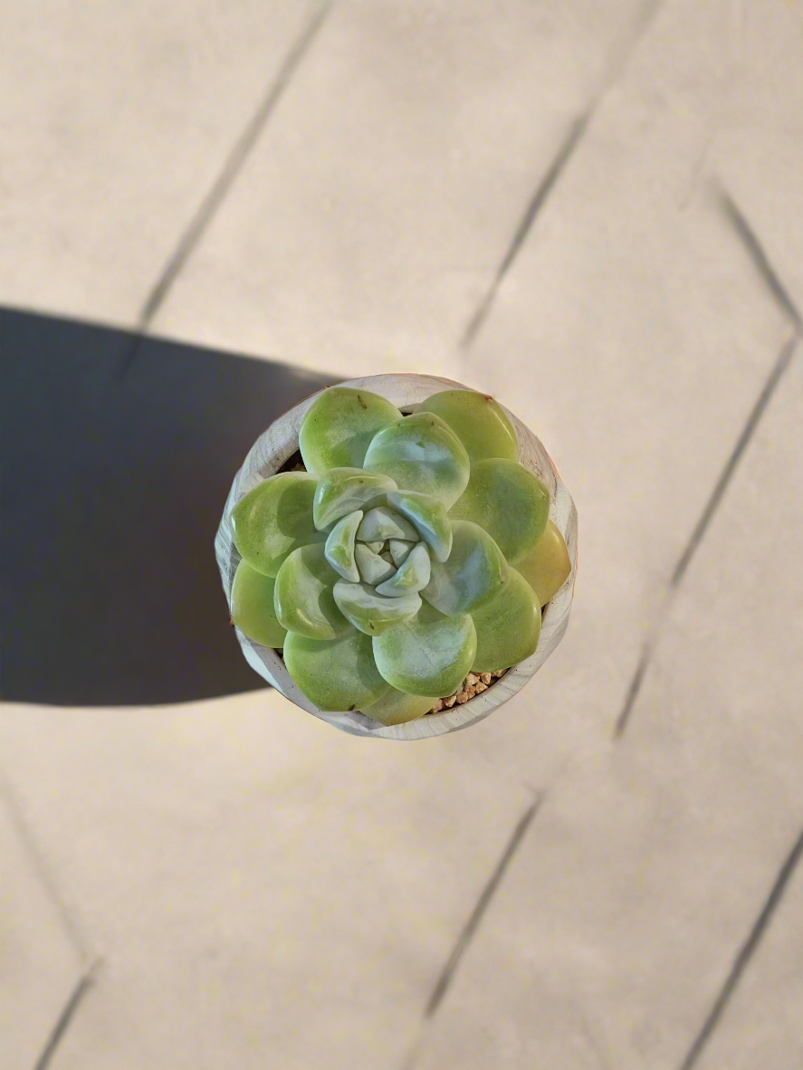 Succulent Classic Marble Green Pot – Echeveria Ice Green - SlowBloomGreens