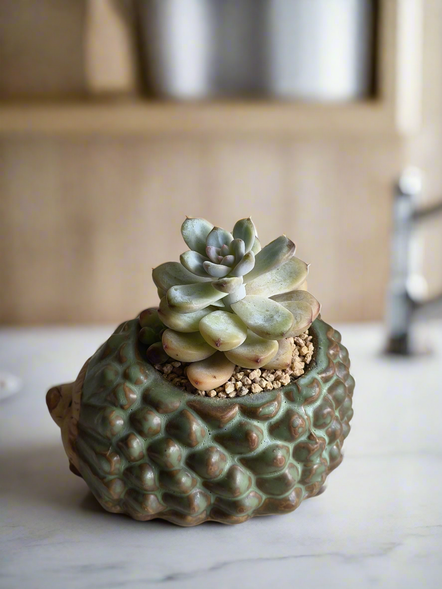 Succulent Hedgehog Pot - Pachyphytum