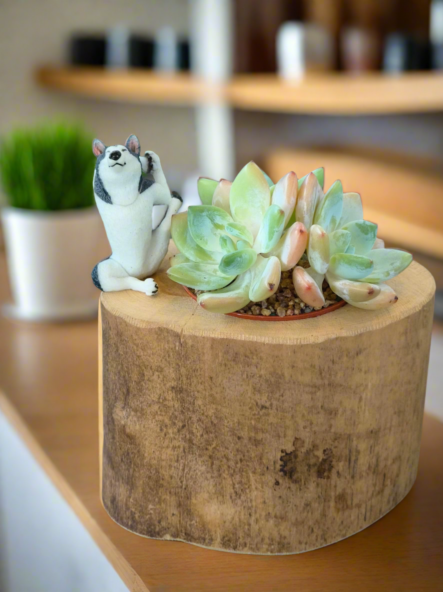 Succulent Yoga Husky on Woodland Log – Echeveria Hybrid