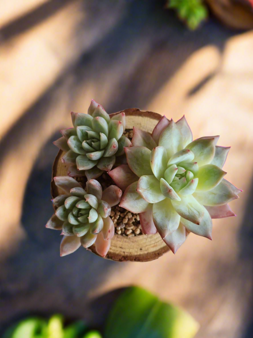 Succulent Natural Wood Pot - Echeveria Laui with 2 Echevaria'Blue Bird'