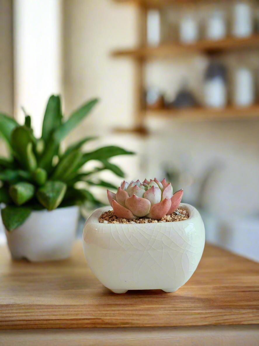 Succulent Zen Square Cream Pot – Echeveria Suryeon