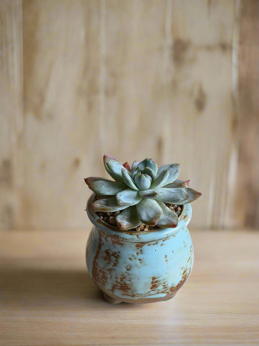 Succulent Rustic Serenity Pot – Echeveria 'Blue Bird'