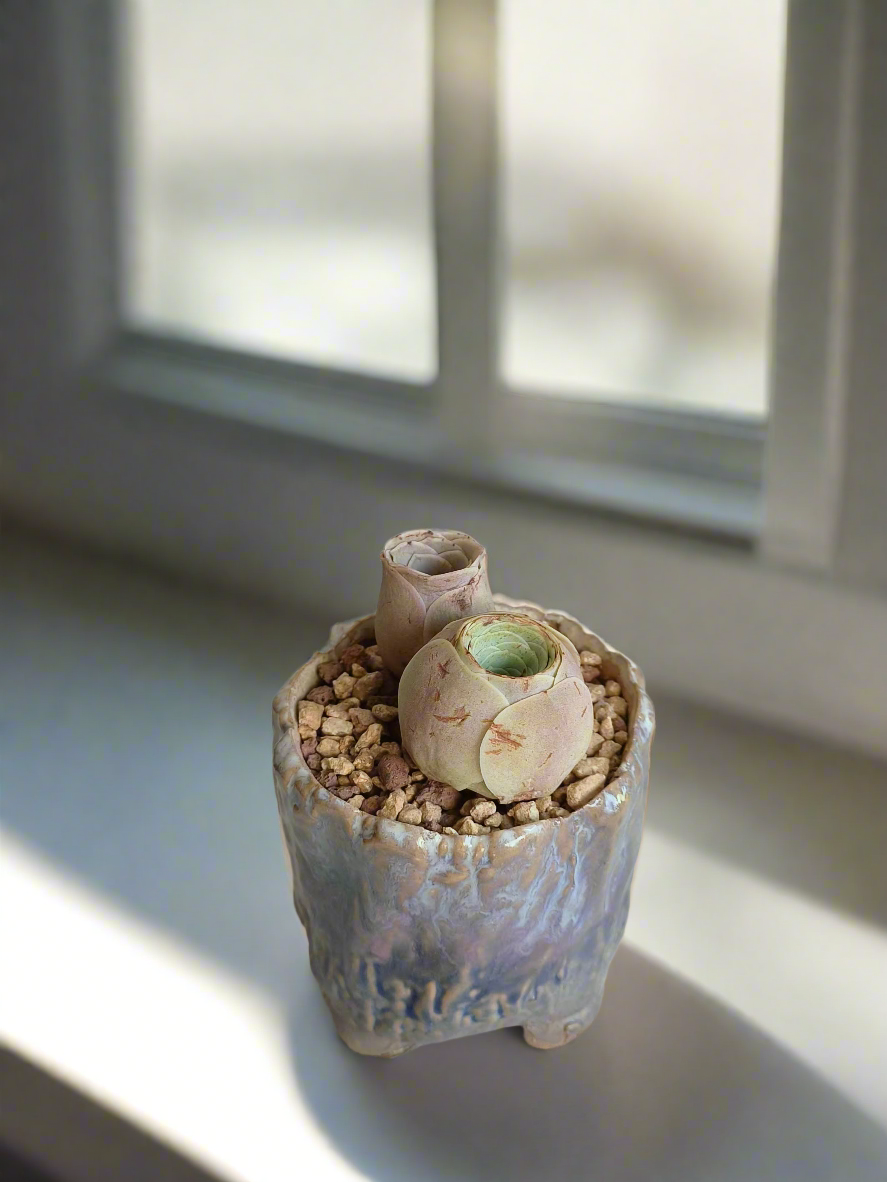 Succulent Lilac Ombre Rustic Planter – Egg Mountain Rose - SlowBloomGreens