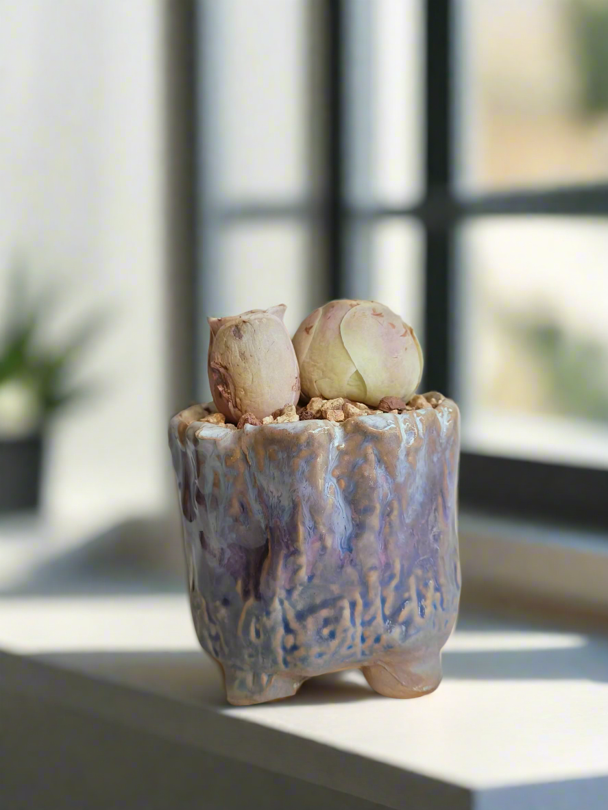 Succulent Lilac Ombre Rustic Planter – Egg Mountain Rose - SlowBloomGreens