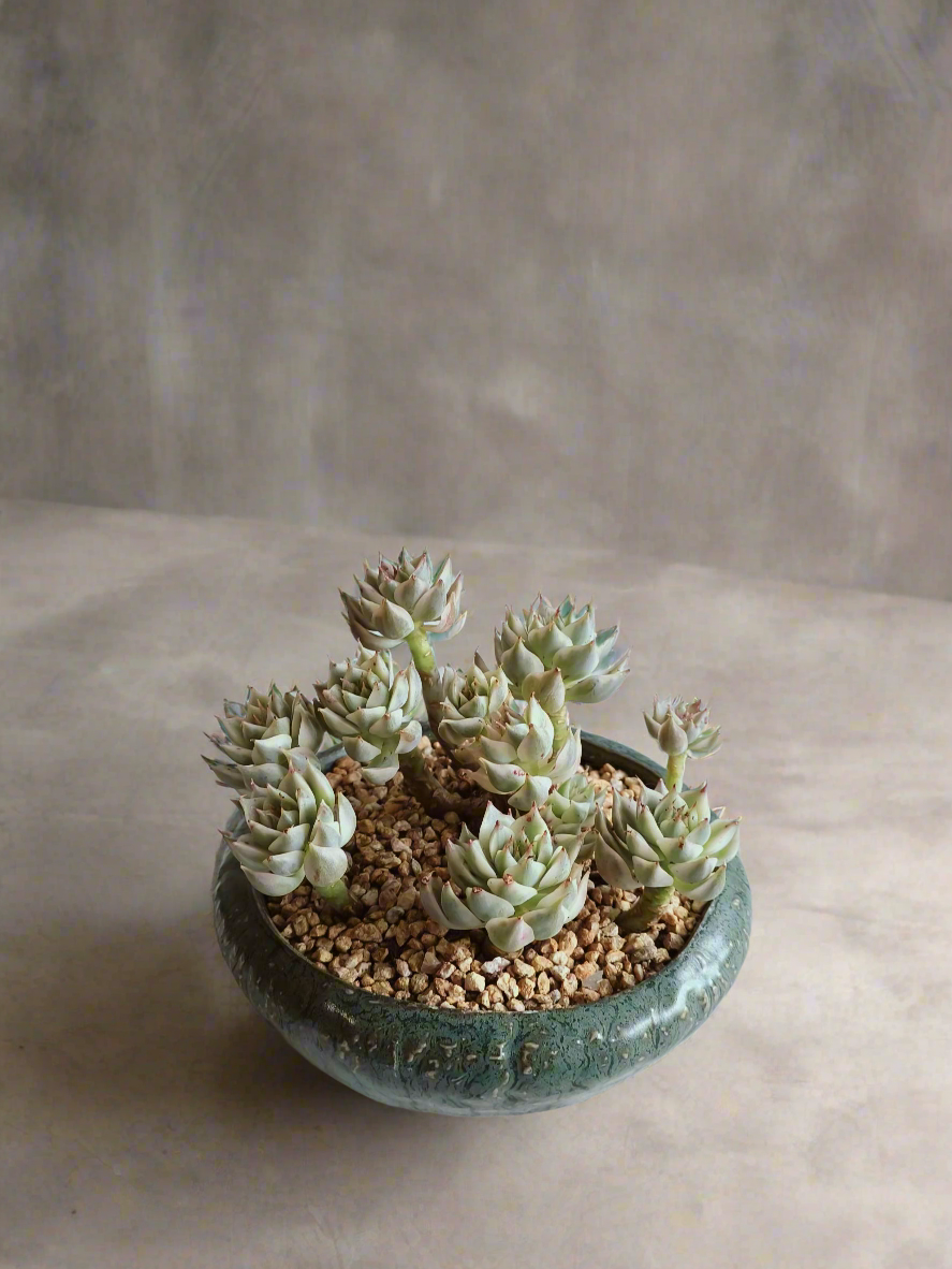 Succulent Rustica Ceramic Pot – Echeveria Halbingeri