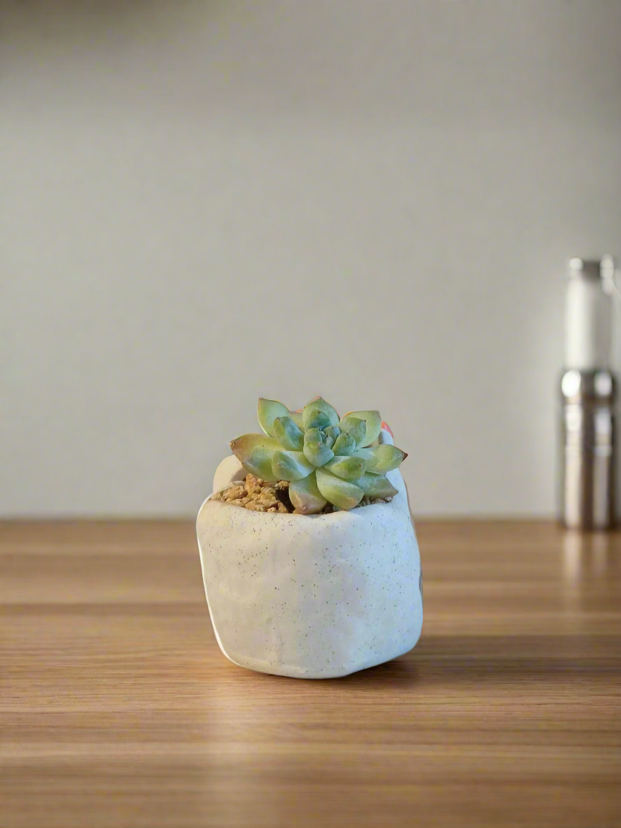 Succulent Cat Pot - Echeveria Elegans enhancing a cozy space