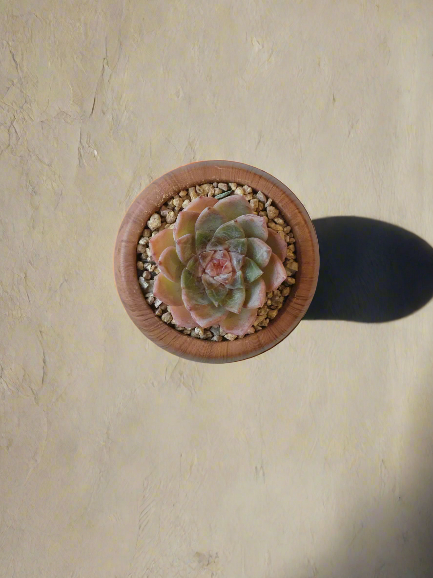 top view of the Succulent Mini Round 'Woodgrain' - Echeveria hybrid, displaying the succulent’s vibrant center and the planter’s natural design.