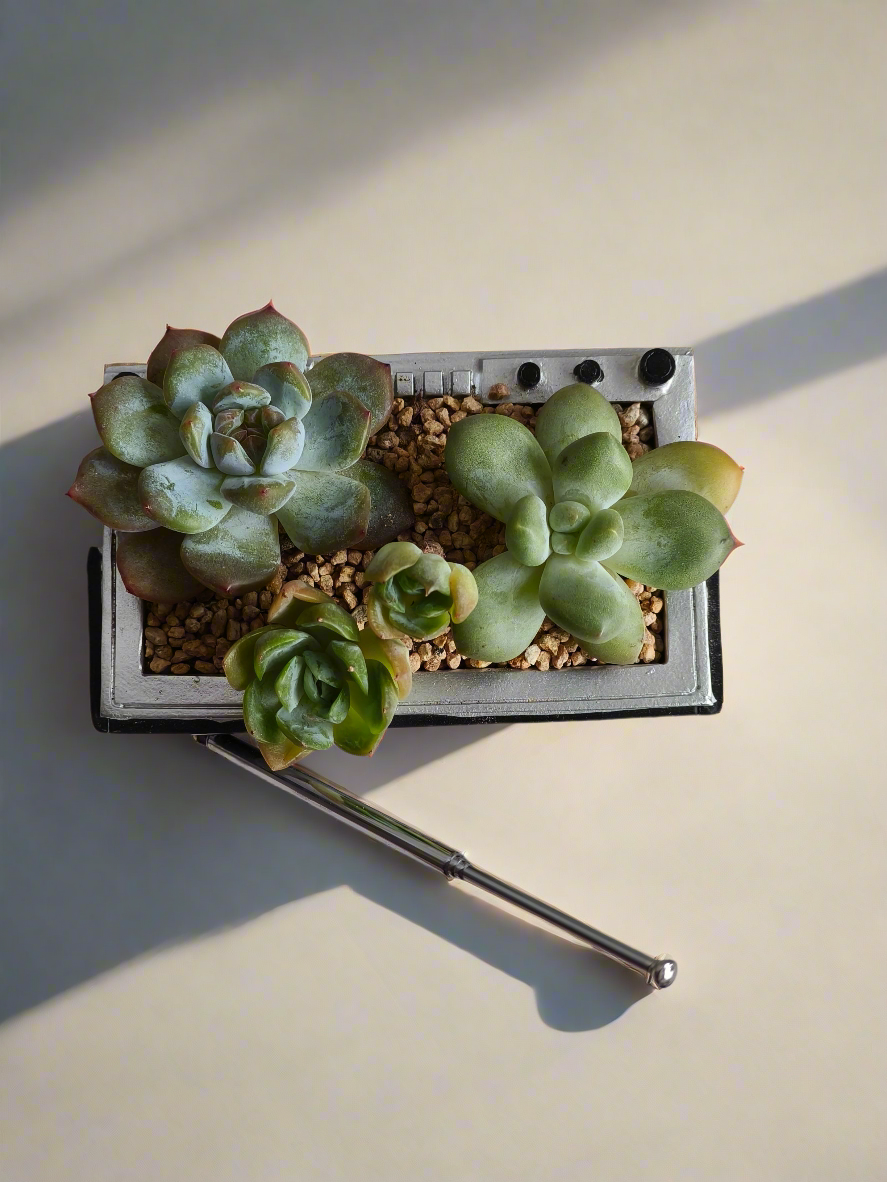 Succulent Retro Boombox – Pachyphytum Oviferum, Echeveria Bluebird & Echeveria Elegans 🎶✨