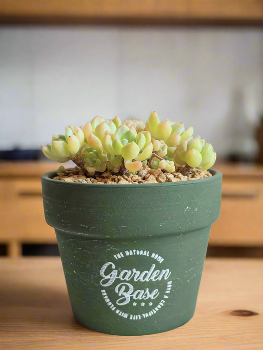 Succulent Rustica Ceramic – Tiscalatengo Gorge Sedum