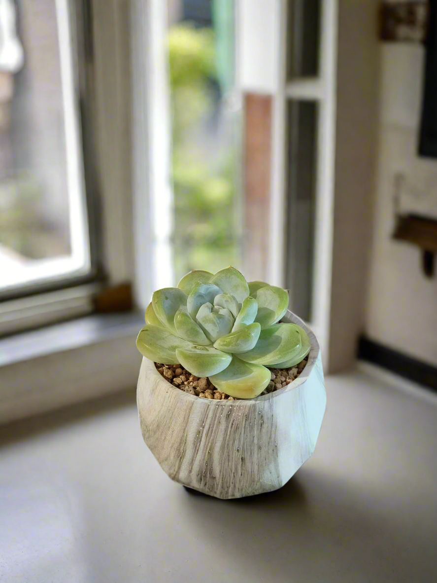 Succulent Classic Marble Green Pot – Echeveria Ice Green - SlowBloomGreens