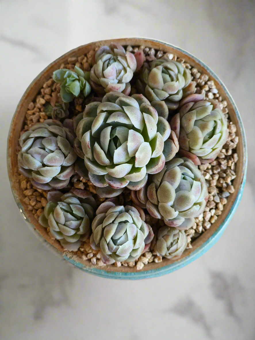 Succulent Moonlit Bloom Pot – Skyward Blue with Echeveria Elegans 'Raspberry Ice' - SlowBloomGreens