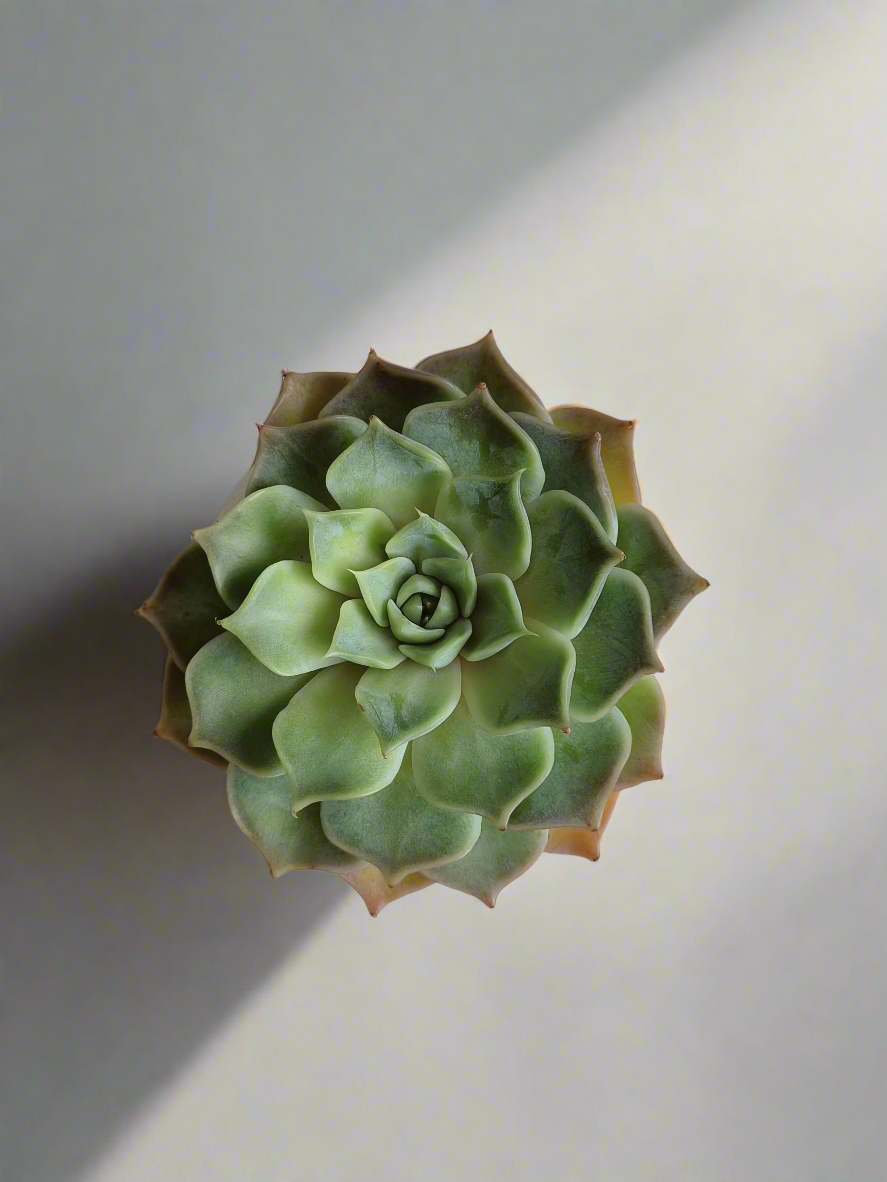 Elegant presentation of the Succulent Elegant Round Orange Pot – Echeveria Lilacina.