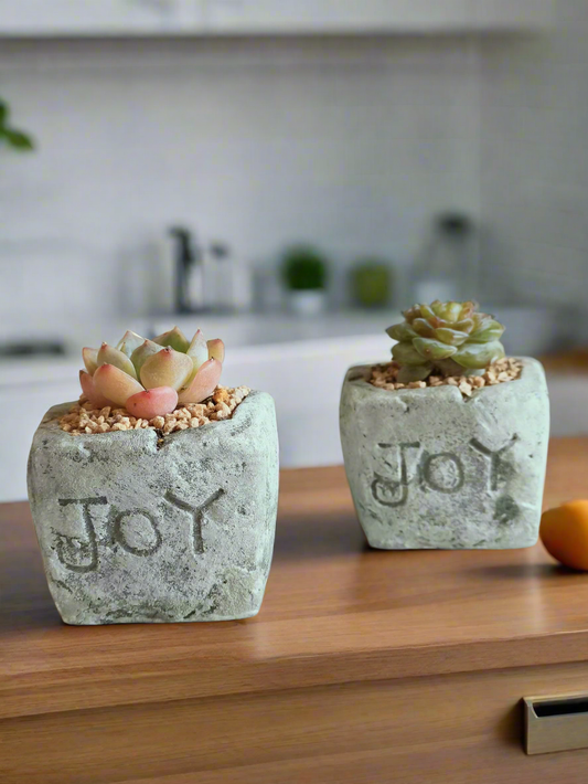 Succulent Simply Joy - Gift Favors (12 pack)