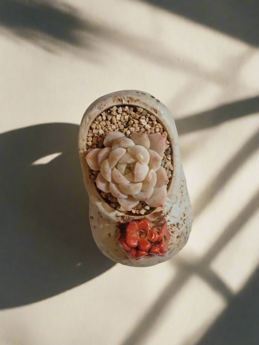 Succulent Mary Jane Charm White Pot – Echeveria Elegans - SlowBloomGreens