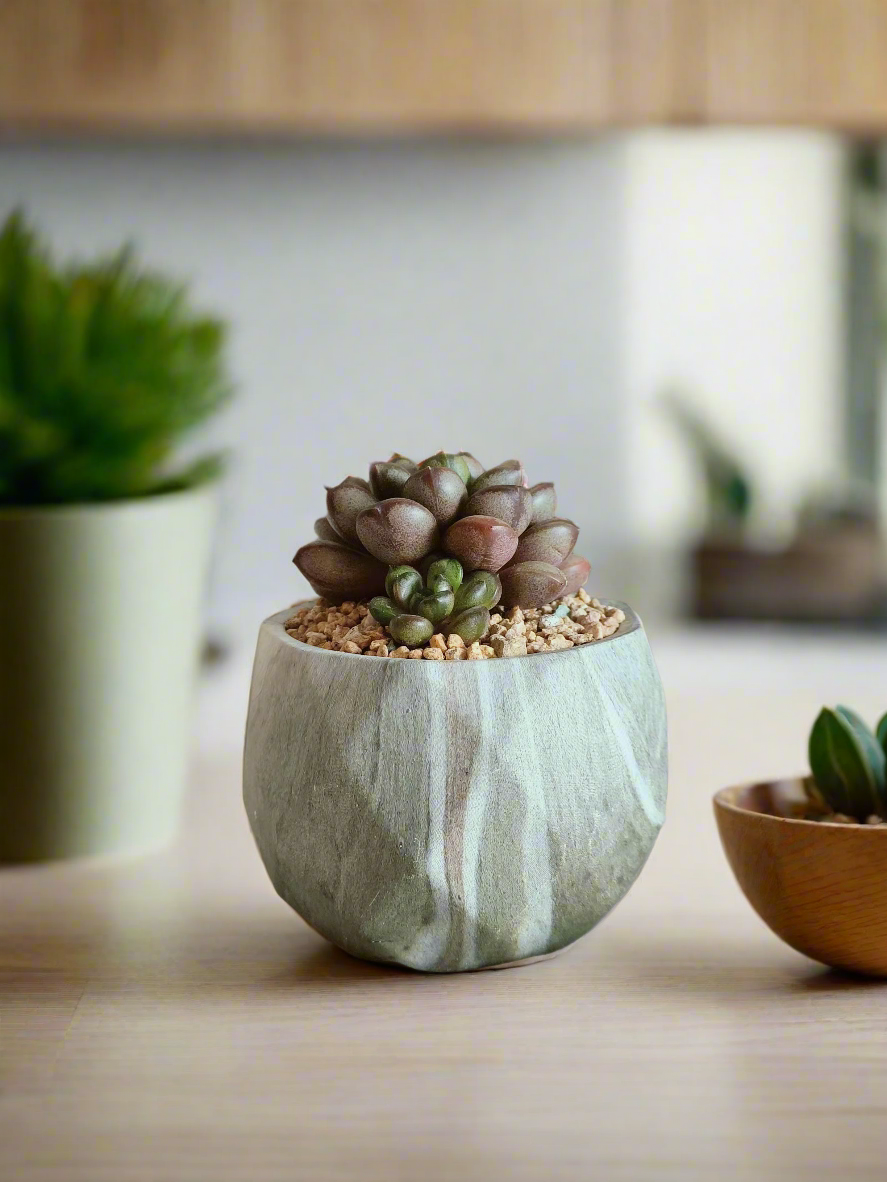 Lovely view of Succulent Harmony Green Pot – Graptoveria 'Amethorum' in Marble Pot highlighting the baby rosette.