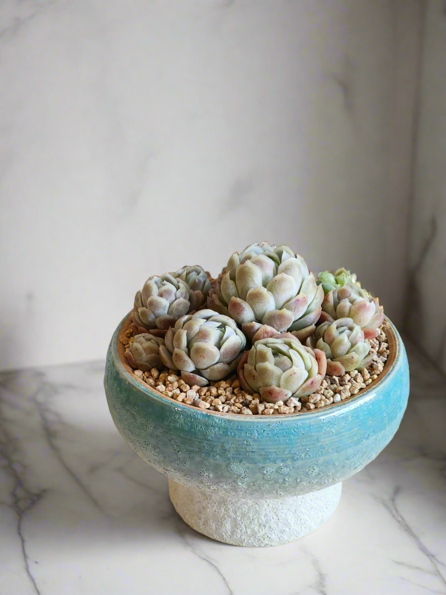 Succulent Moonlit Bloom Pot – Skyward Blue with Echeveria Elegans 'Raspberry Ice' - SlowBloomGreens