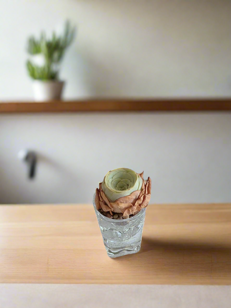 Succulent Shot Glass – Open Bud Mountain Rose 'Greenovia'