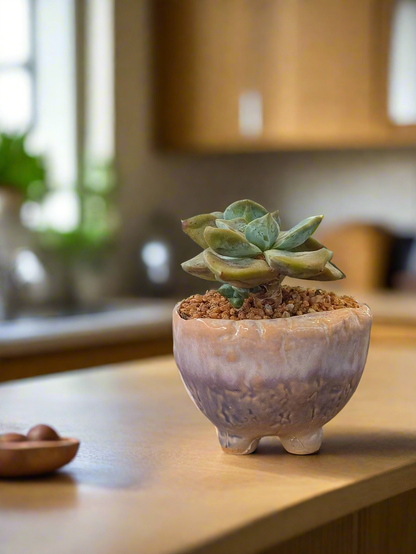 Succulent Lilac Ombre Rustic Mini Planter – Graptopetalum 'Purple Delight'
