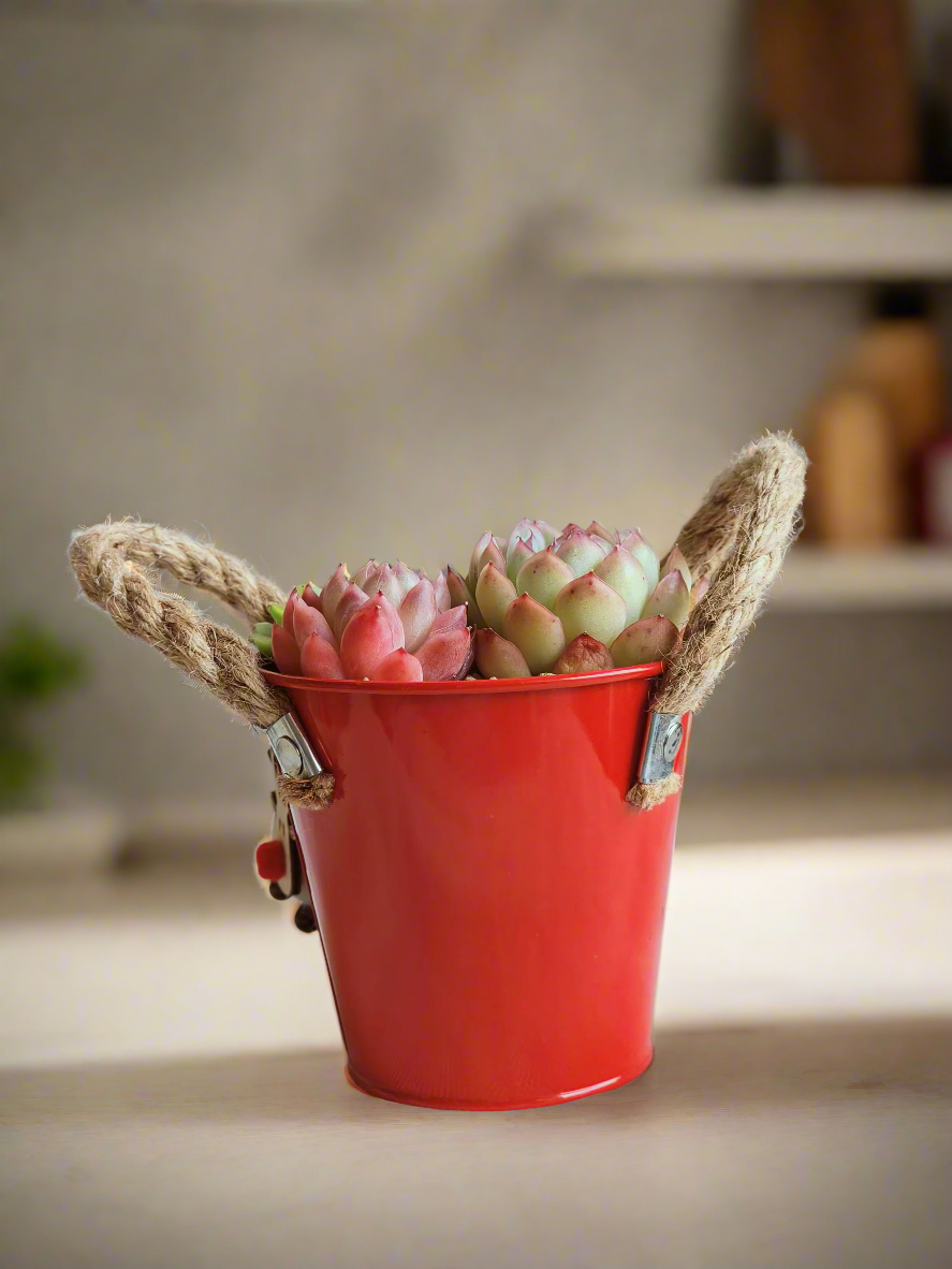 Succulent Festive Garden Charm Red pot - SlowBloomGreens