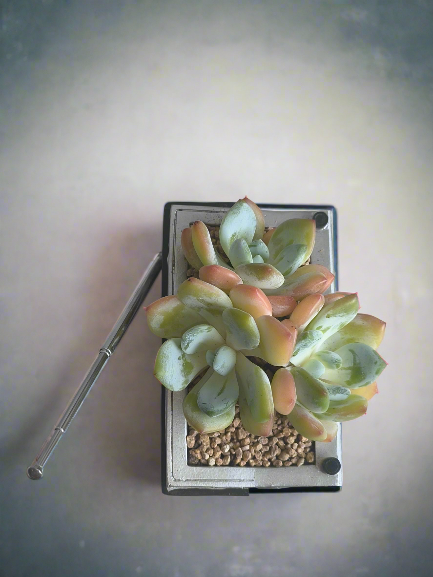 Succulent Retro Boombox – Echeveria Hybrid