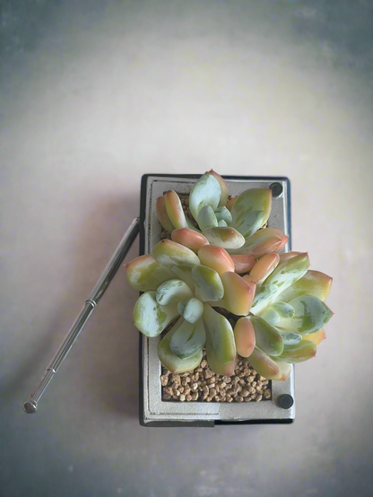 Succulent Retro Boombox – Echeveria Hybrid